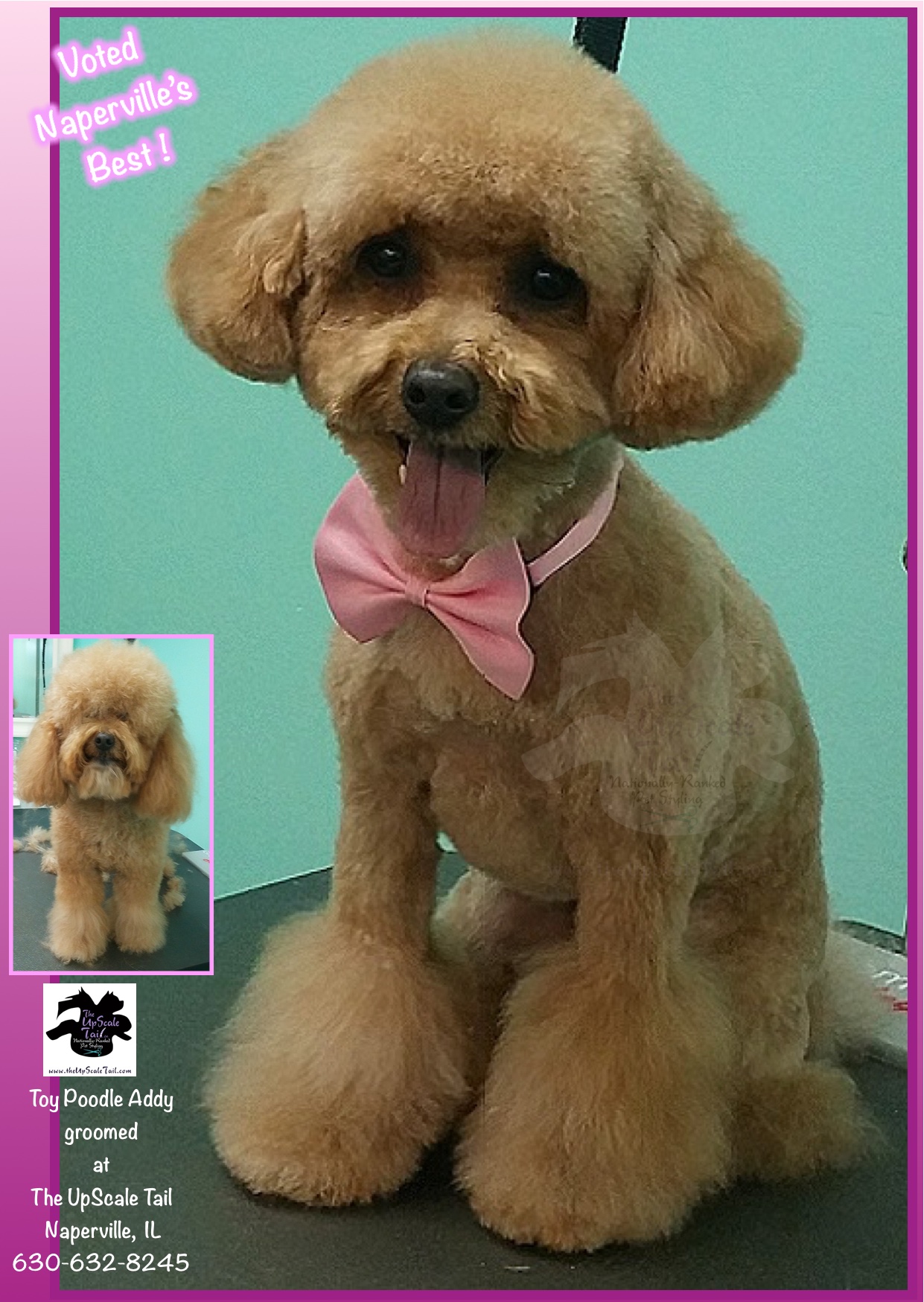 toy poodle tail