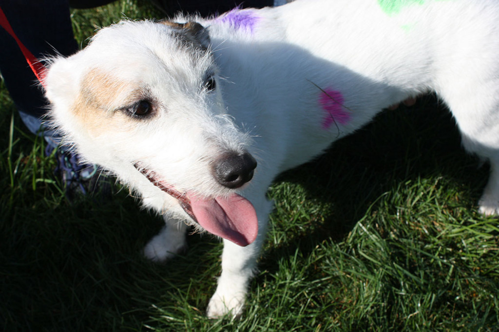 Barkapalooza - Foxxie a Russell Terrier/Corgi mix has her Temporary Pet Tattoo to support Breast Cancer Awareness!!