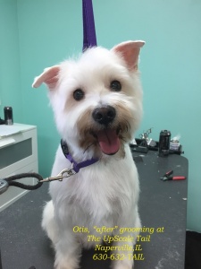 Otis the Westie After Grooming