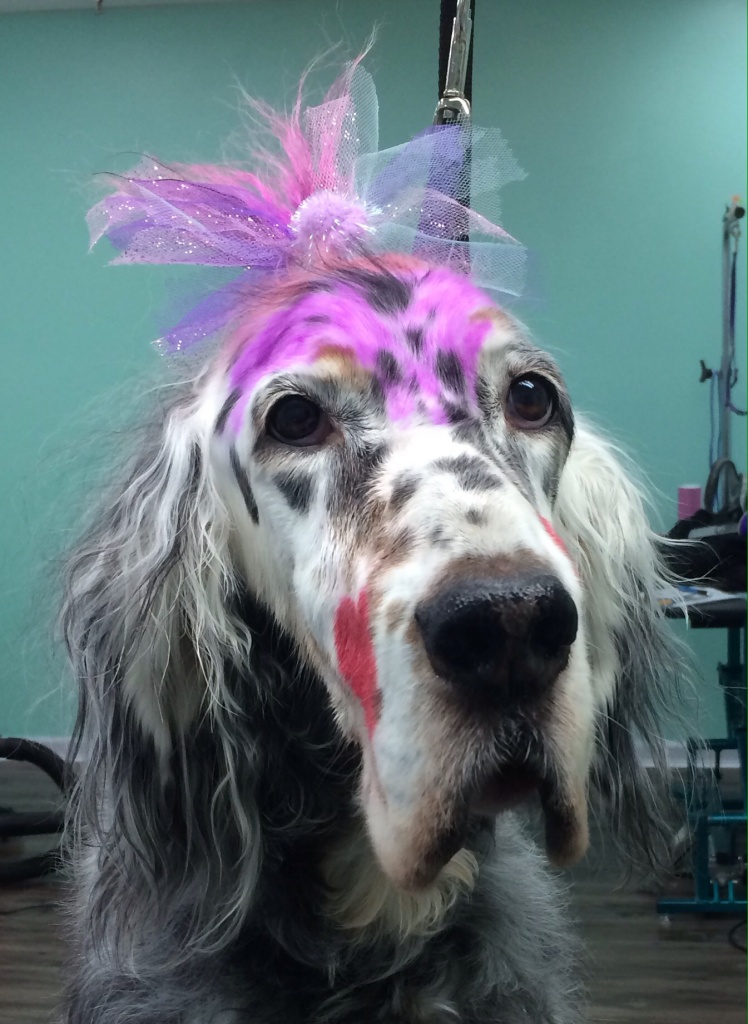 daphne with bow top of head The UpScale Tail Pet Grooming Salon in