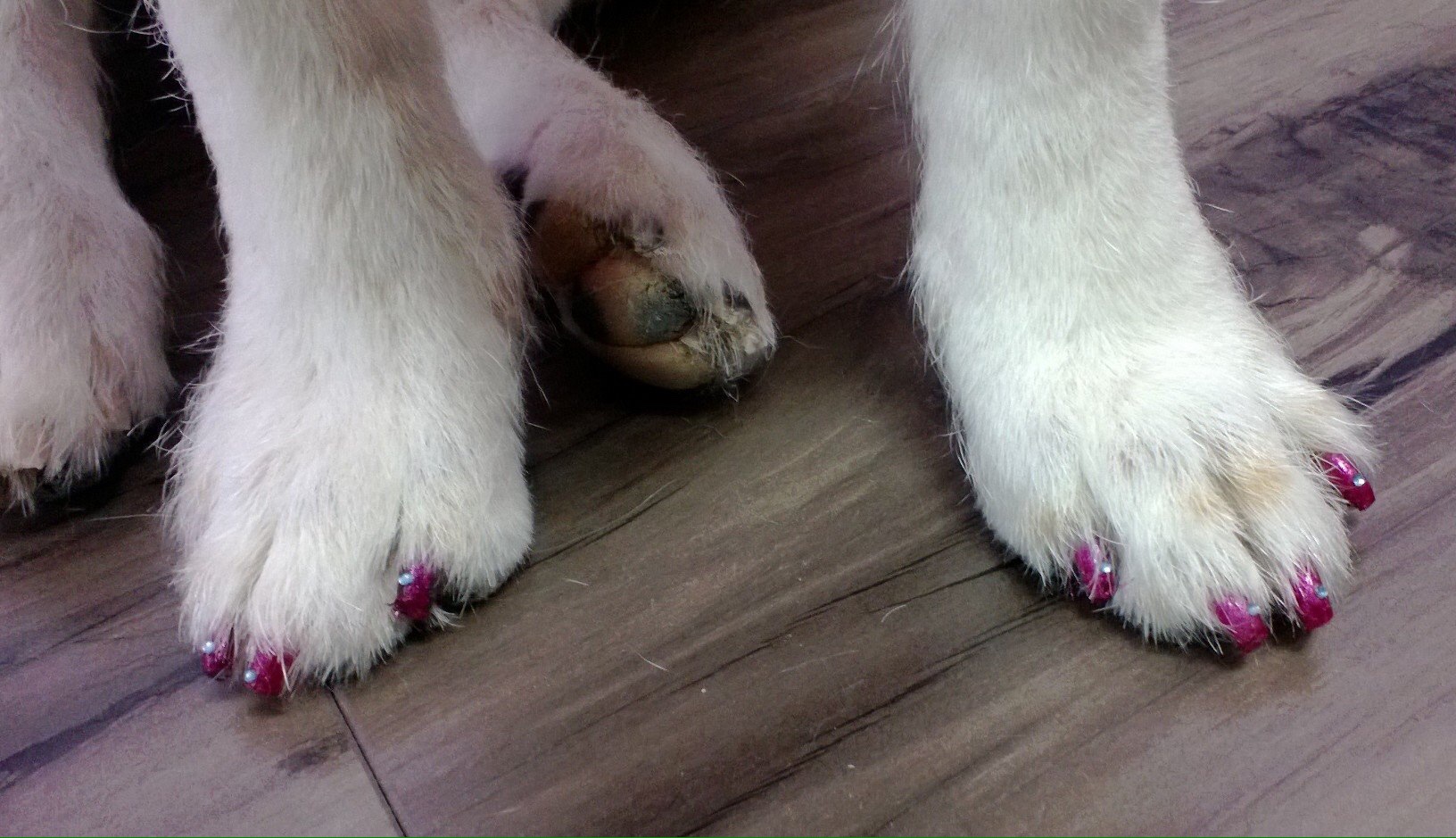 Dogs with nails painted sale