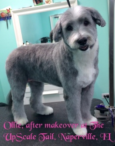 Ollie the Bearded Collie After Grooming