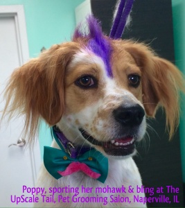 Poppy the Llewellin Setter with Purple Mohawk