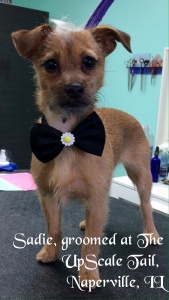 Sadie the Terrier Mix After Grooming
