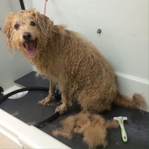 Wet Deshedding Service in Naperville, IL at The UpScale Tail - Allie the Goldendoodle