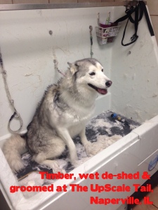 Timber the Husky Deshedding Treatment in the Bathtub