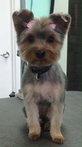 Bella the Yorkie with Ear Bows, groomed at The UpScale Tail Pet Salon in Naperville, IL